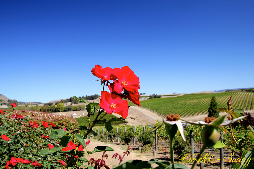 加州陽光-NAPA Valley-酒鬼的抉擇Domaine Carneros酒莊 (氣泡酒)