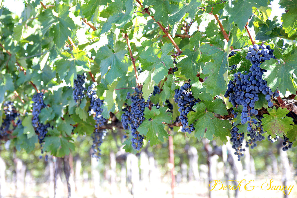 加州陽光-NAPA Valley-酒鬼的抉擇Castello di Amorosa(城堡酒莊)