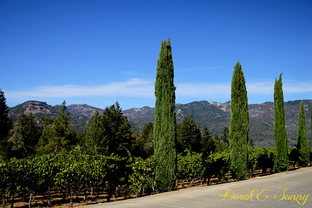 加州陽光-NAPA Valley-酒鬼的抉擇Castello di Amorosa(城堡酒莊)