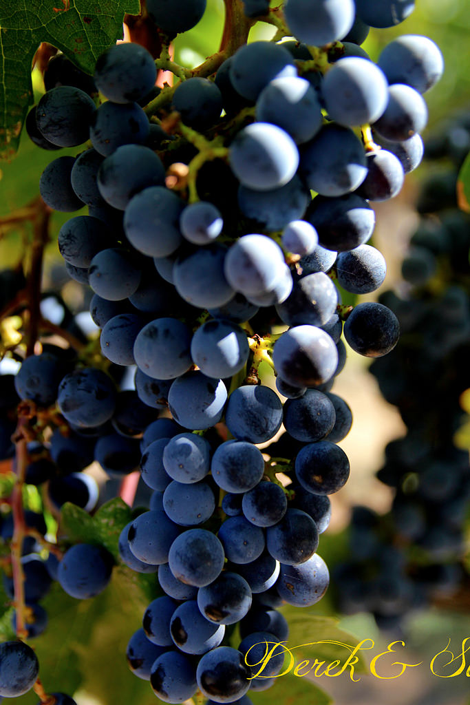 加州陽光-NAPA Valley-酒鬼的抉擇Castello di Amorosa(城堡酒莊)