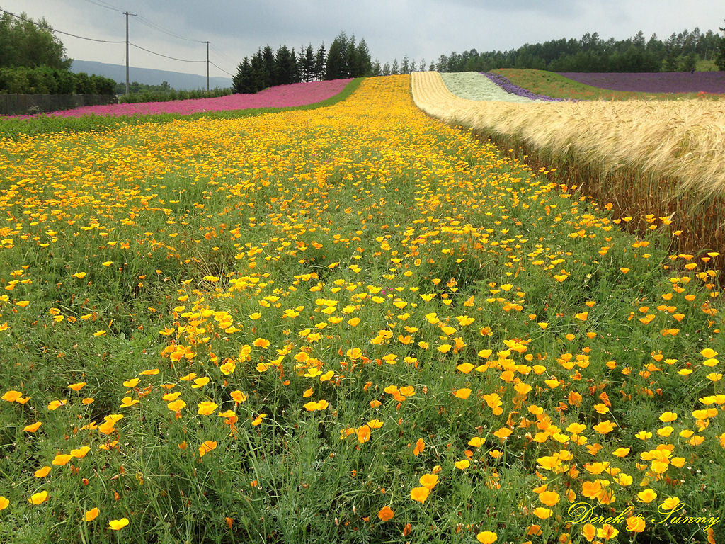NEOGEO43.jpg - 北海道_富良野_富田農場