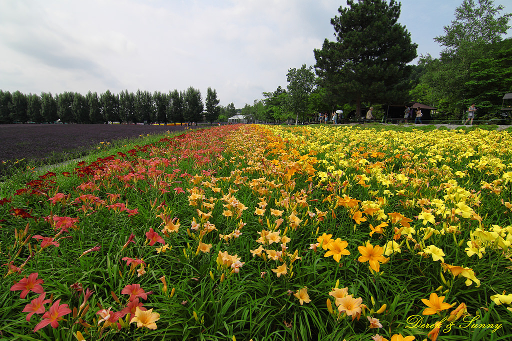 NEOGEO11.jpg - 北海道_富良野_富田農場