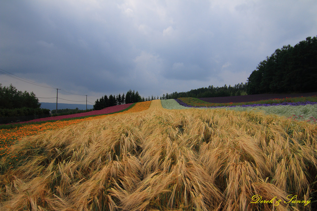 Neogeo28.jpg 北海道 富良野 富田農場