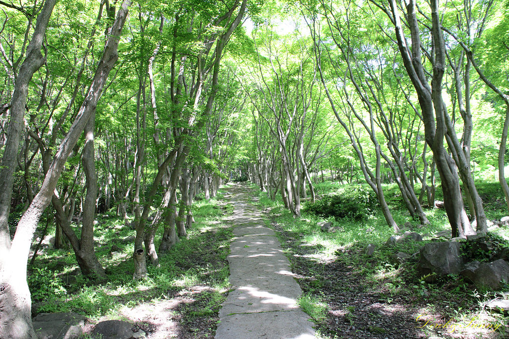 九州-景-河內藤園(十大日本絕景之一) - 第19張圖 NEOGEO36.jpg - 九州-北九州-河內藤園