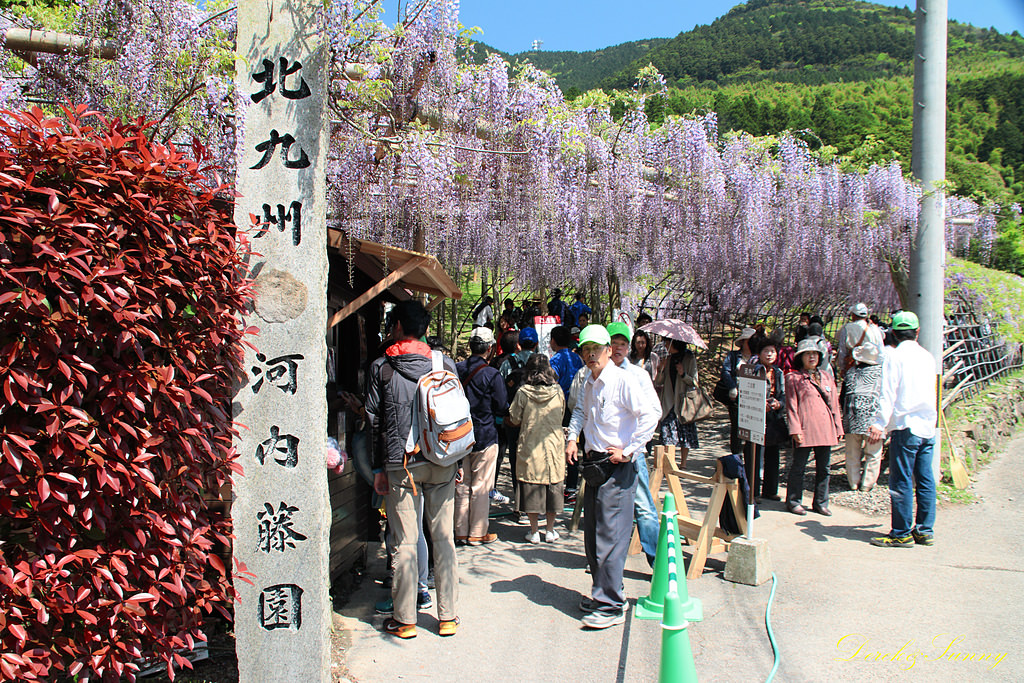 九州-景-河內藤園(十大日本絕景之一) - 第2張圖 NEOGEO42.jpg - 九州-北九州-河內藤園