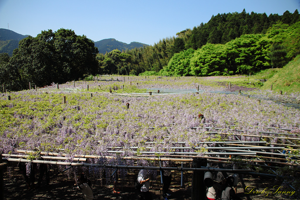 九州-景-河內藤園(十大日本絕景之一) - 第14張圖 NEOGEO19.jpg - 九州-北九州-河內藤園