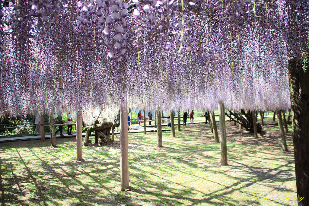 九州-景-河內藤園(十大日本絕景之一) - 第12張圖 NEOGEO21.jpg - 九州-北九州-河內藤園