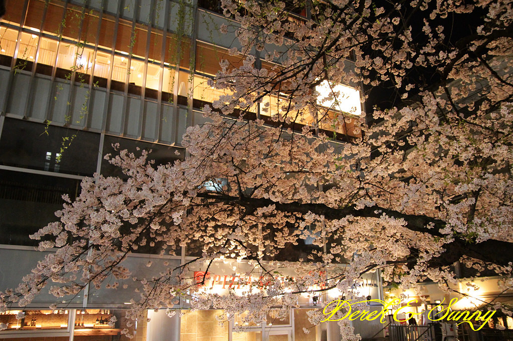 日本京阪賞櫻-櫻花篇-高瀨川夜櫻、祇園白川夜櫻