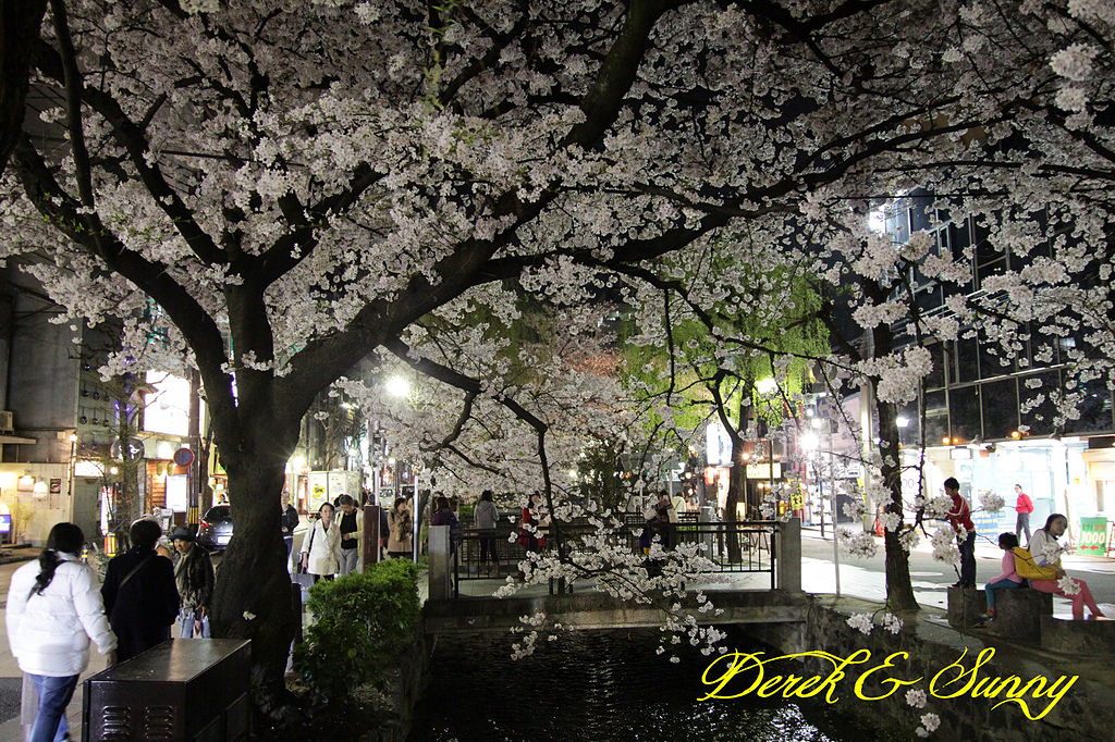 日本京阪賞櫻-櫻花篇-高瀨川夜櫻、祇園白川夜櫻