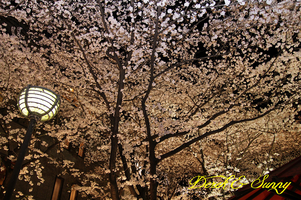 日本京阪賞櫻-櫻花篇-高瀨川夜櫻、祇園白川夜櫻