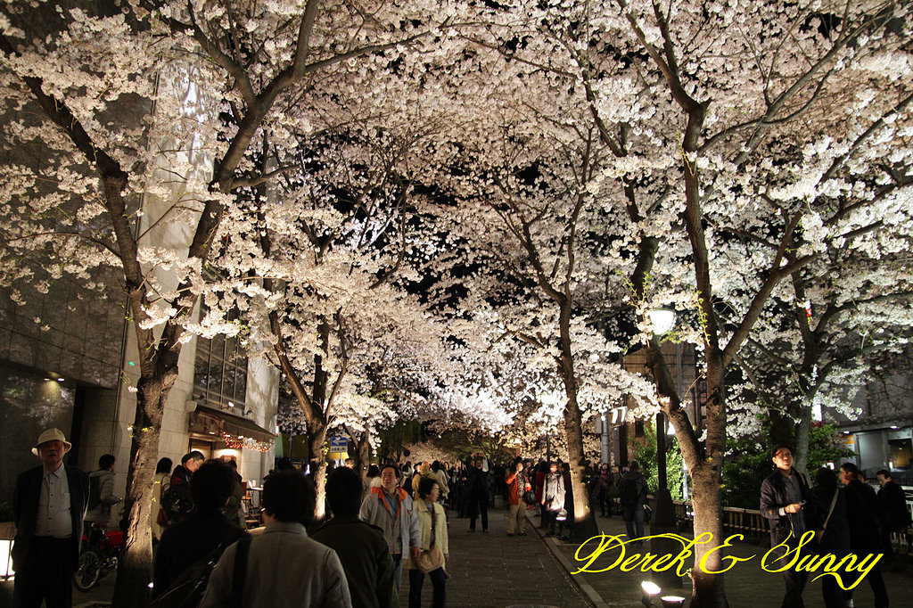 日本京阪賞櫻-櫻花篇-高瀨川夜櫻、祇園白川夜櫻