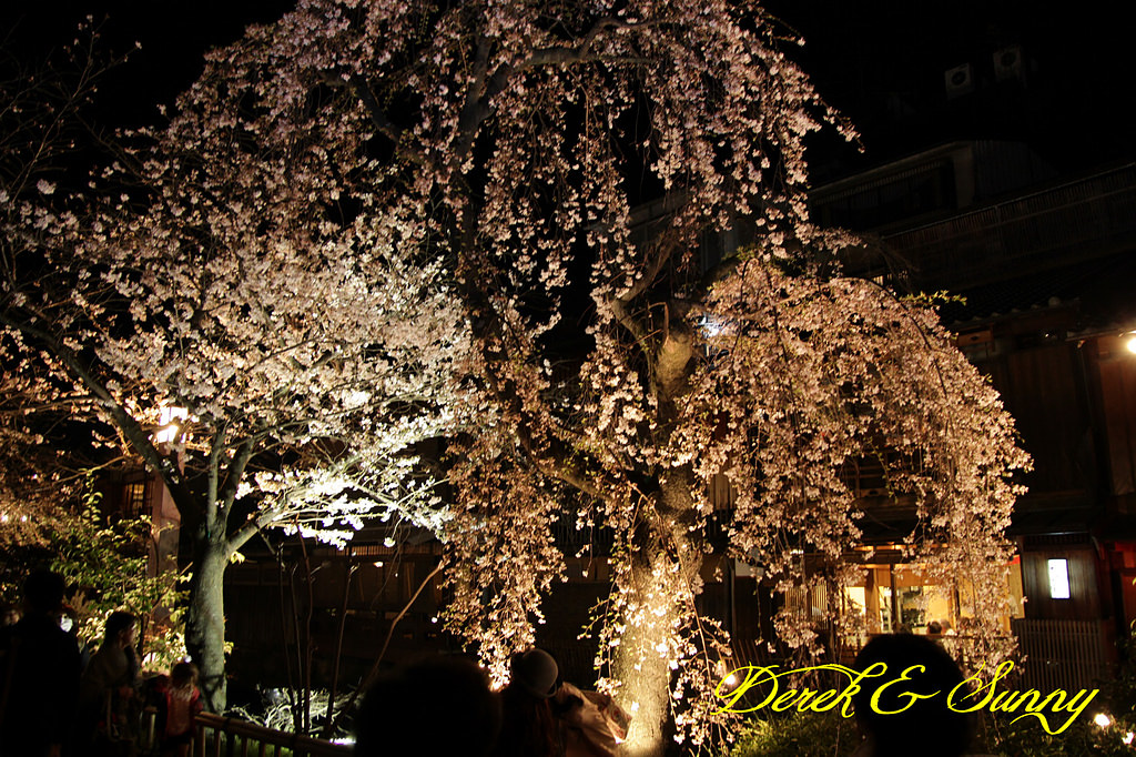 日本京阪賞櫻-櫻花篇-高瀨川夜櫻、祇園白川夜櫻