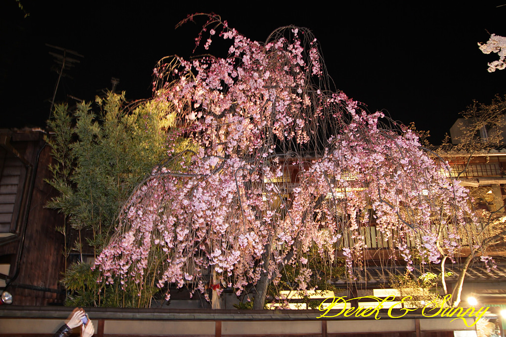 日本京阪賞櫻-櫻花篇-高瀨川夜櫻、祇園白川夜櫻