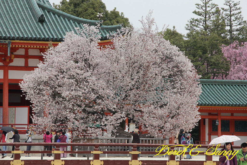 日本京阪賞櫻-櫻花篇-平安神宮&哲學之道