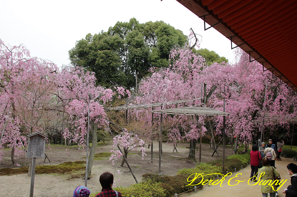 日本京阪賞櫻-櫻花篇-平安神宮&哲學之道