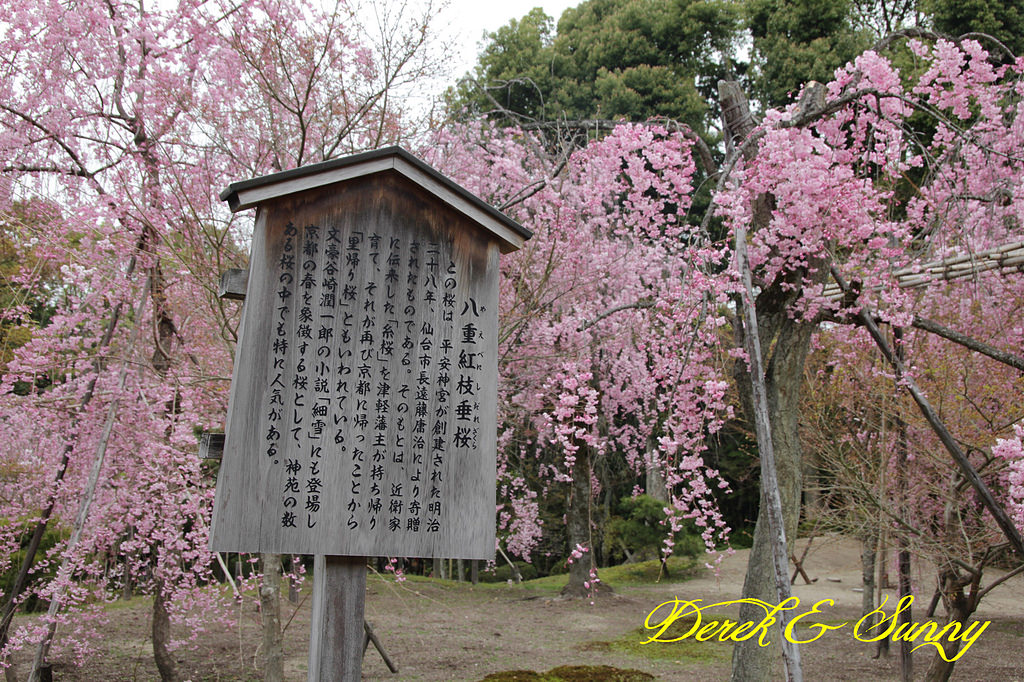 日本京阪賞櫻-櫻花篇-平安神宮&哲學之道