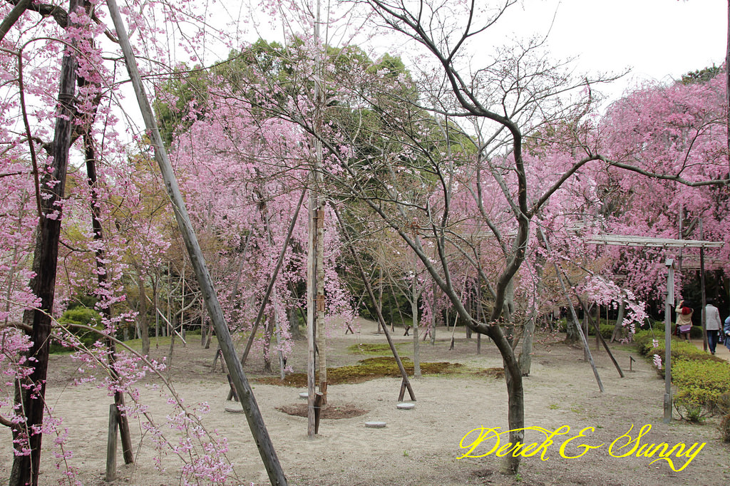 日本京阪賞櫻-櫻花篇-平安神宮&哲學之道