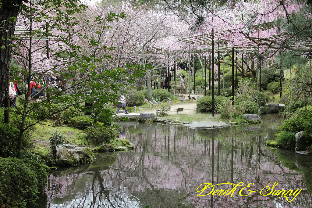 日本京阪賞櫻-櫻花篇-平安神宮&哲學之道