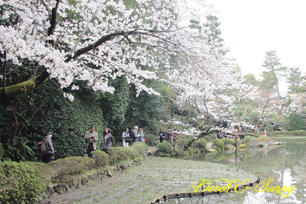 日本京阪賞櫻-櫻花篇-平安神宮&哲學之道