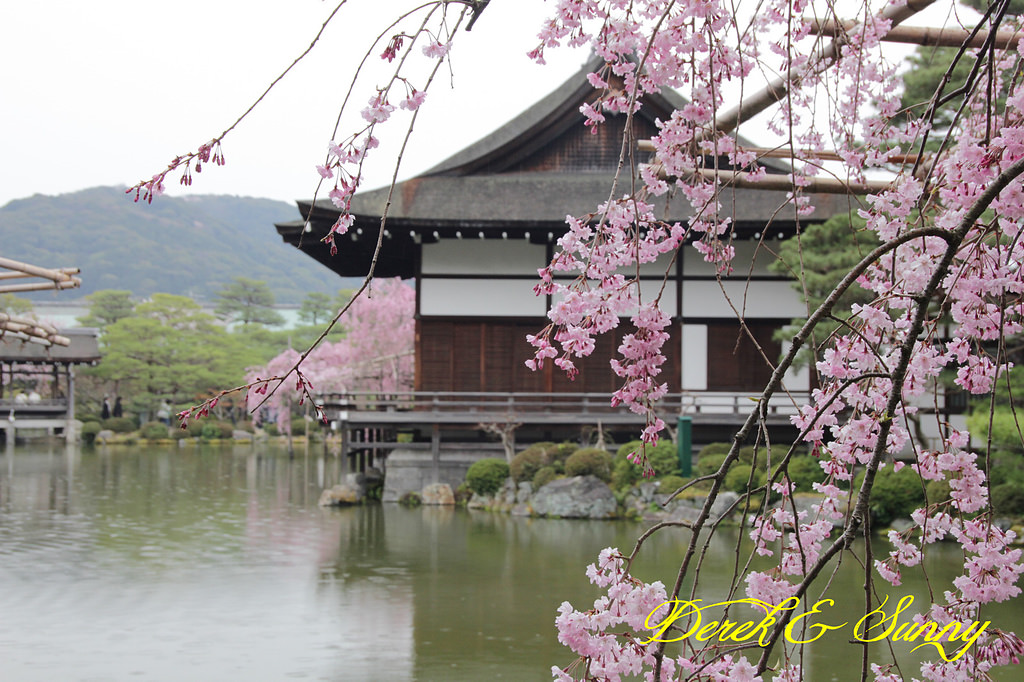 日本京阪賞櫻-櫻花篇-平安神宮&哲學之道