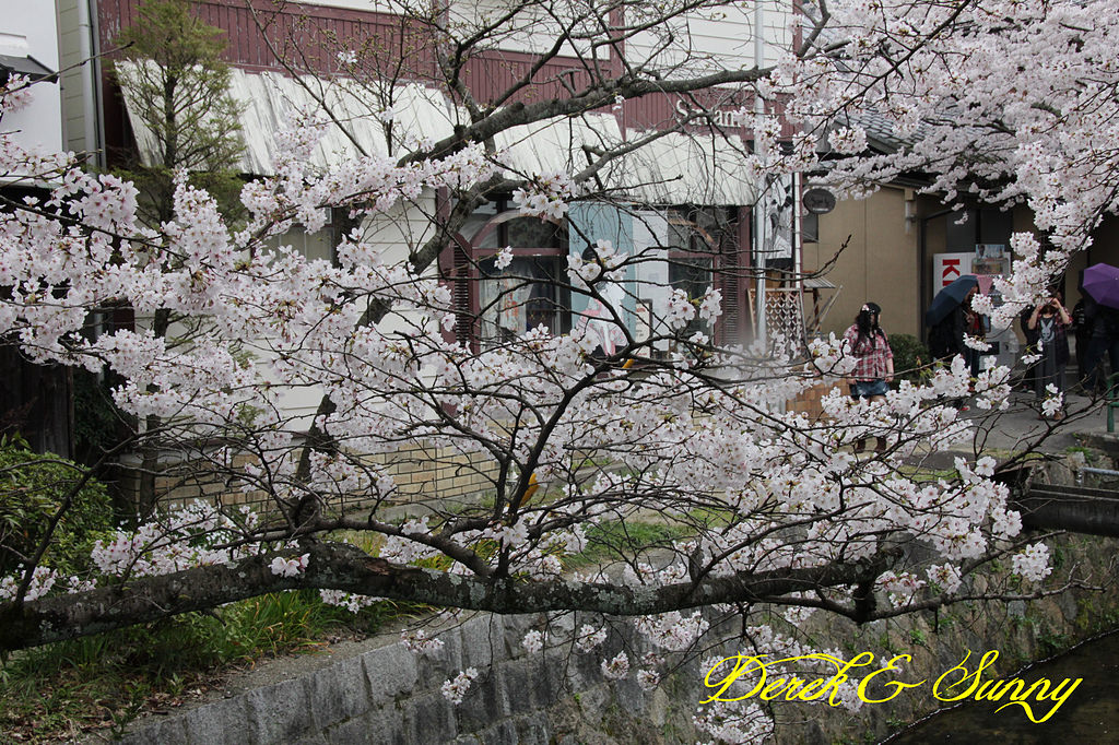 日本京阪賞櫻-櫻花篇-平安神宮&哲學之道
