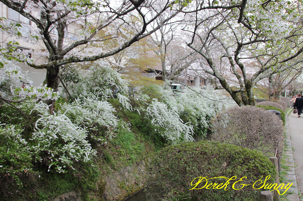 日本京阪賞櫻-櫻花篇-平安神宮&哲學之道
