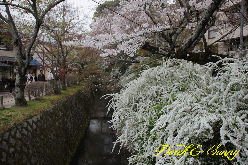 日本京阪賞櫻-櫻花篇-平安神宮&哲學之道