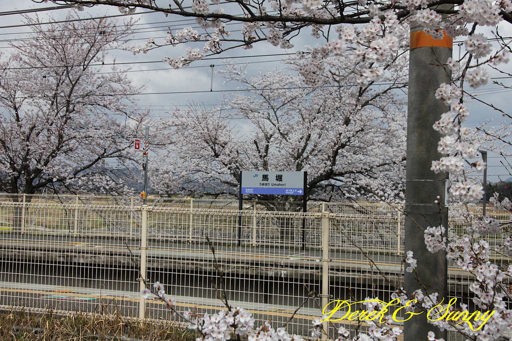 日本京阪賞櫻-櫻花篇-嵯峨野小火車