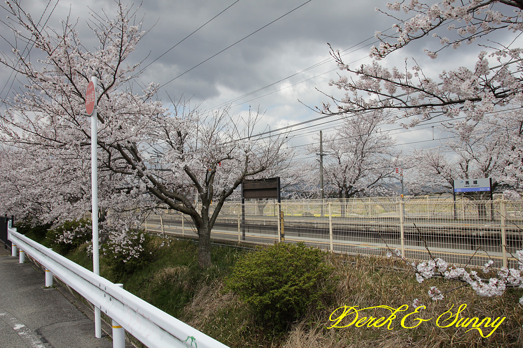 日本京阪賞櫻-櫻花篇-嵯峨野小火車