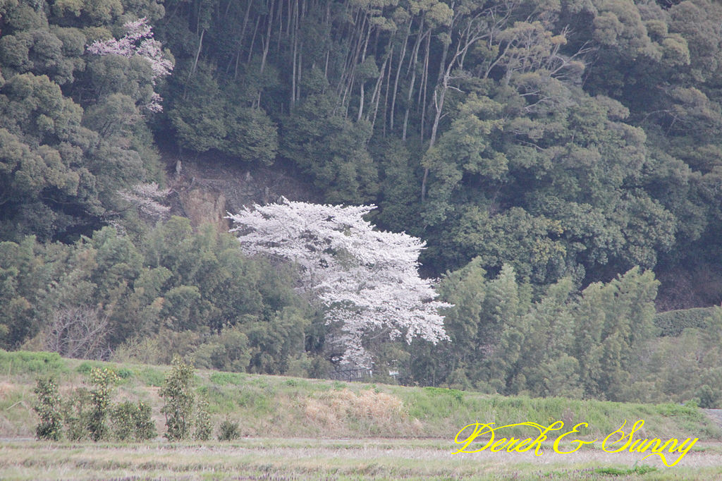 日本京阪賞櫻-櫻花篇-嵯峨野小火車