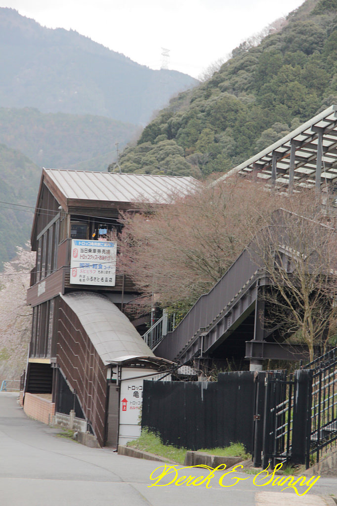 日本京阪賞櫻-櫻花篇-嵯峨野小火車