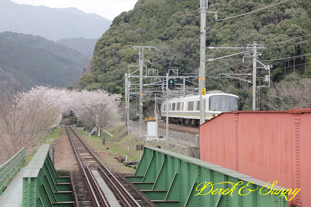 日本京阪賞櫻-櫻花篇-嵯峨野小火車
