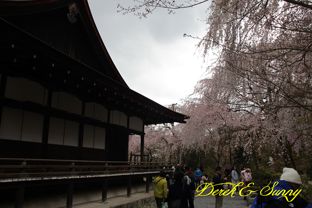 日本京阪賞櫻-櫻花篇-天龍寺&金閣寺