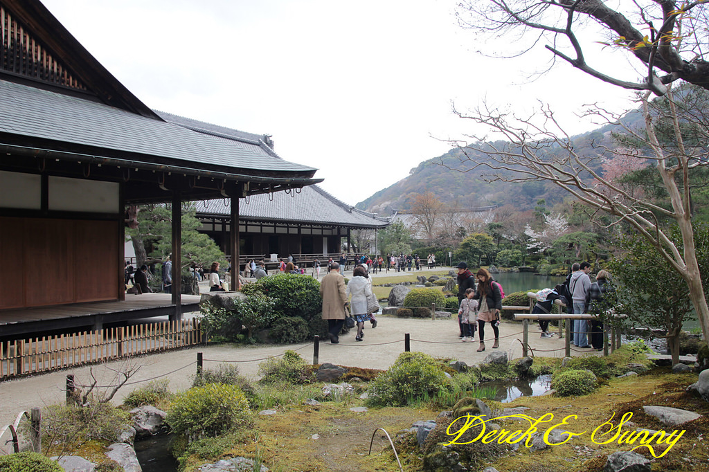 日本京阪賞櫻-櫻花篇-天龍寺&金閣寺