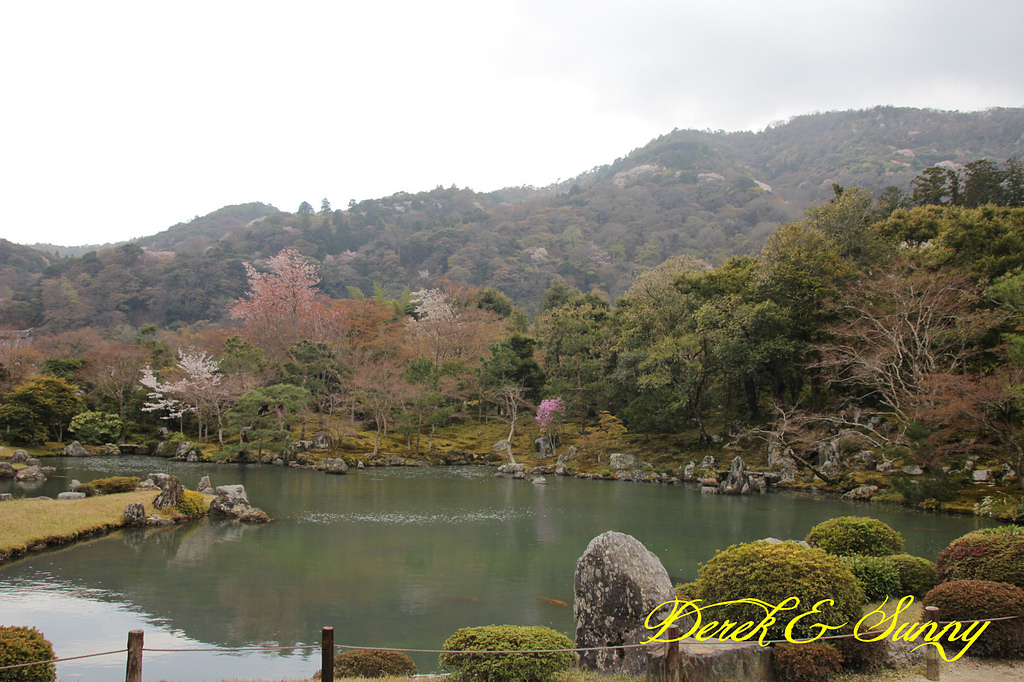 日本京阪賞櫻-櫻花篇-天龍寺&金閣寺