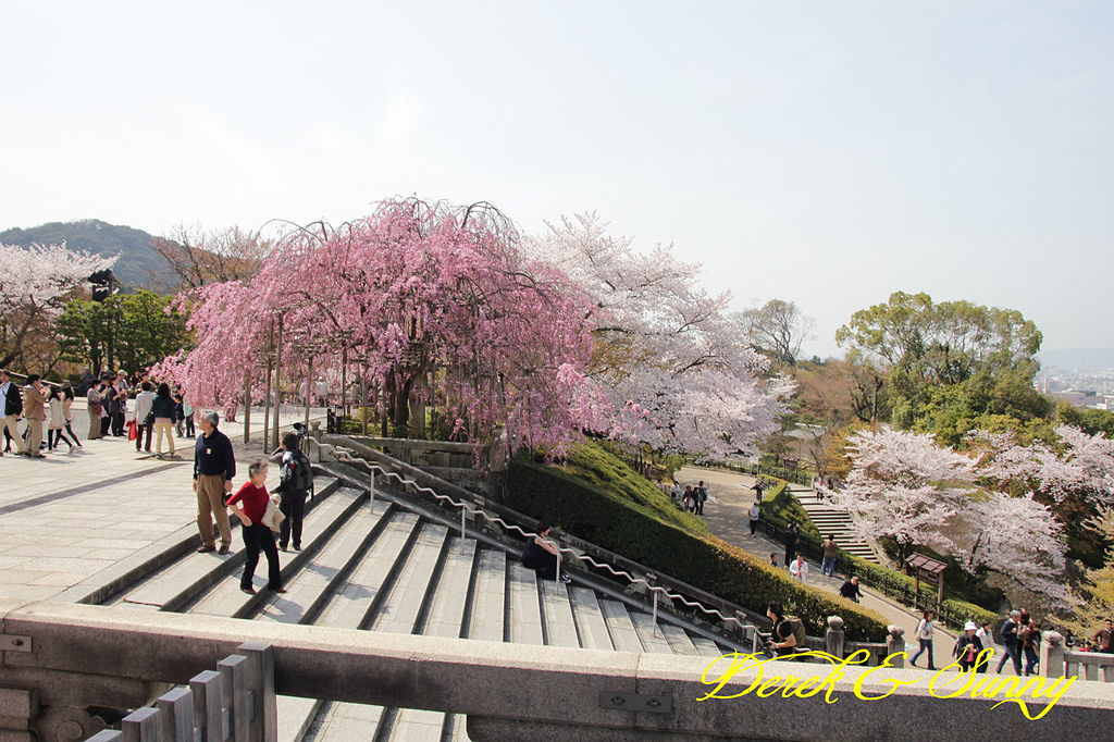 日本京阪賞櫻-櫻花篇-清水寺&2、3年坂&高台寺