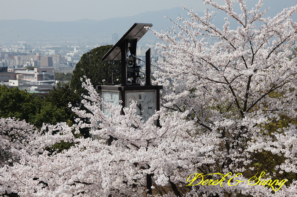 日本京阪賞櫻-櫻花篇-清水寺&2、3年坂&高台寺