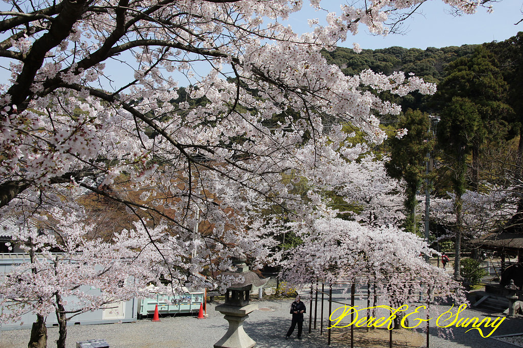 日本京阪賞櫻-櫻花篇-清水寺&2、3年坂&高台寺