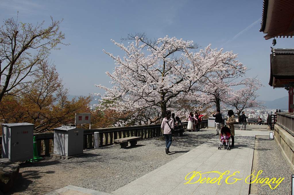 日本京阪賞櫻-櫻花篇-清水寺&2、3年坂&高台寺