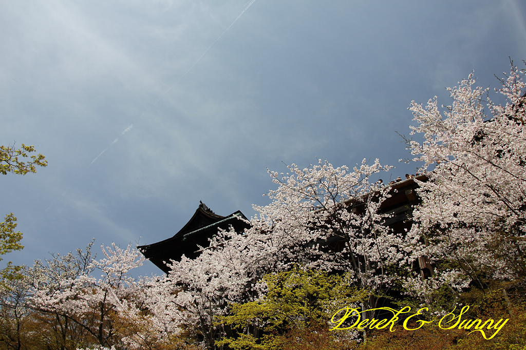 日本京阪賞櫻-櫻花篇-清水寺&2、3年坂&高台寺