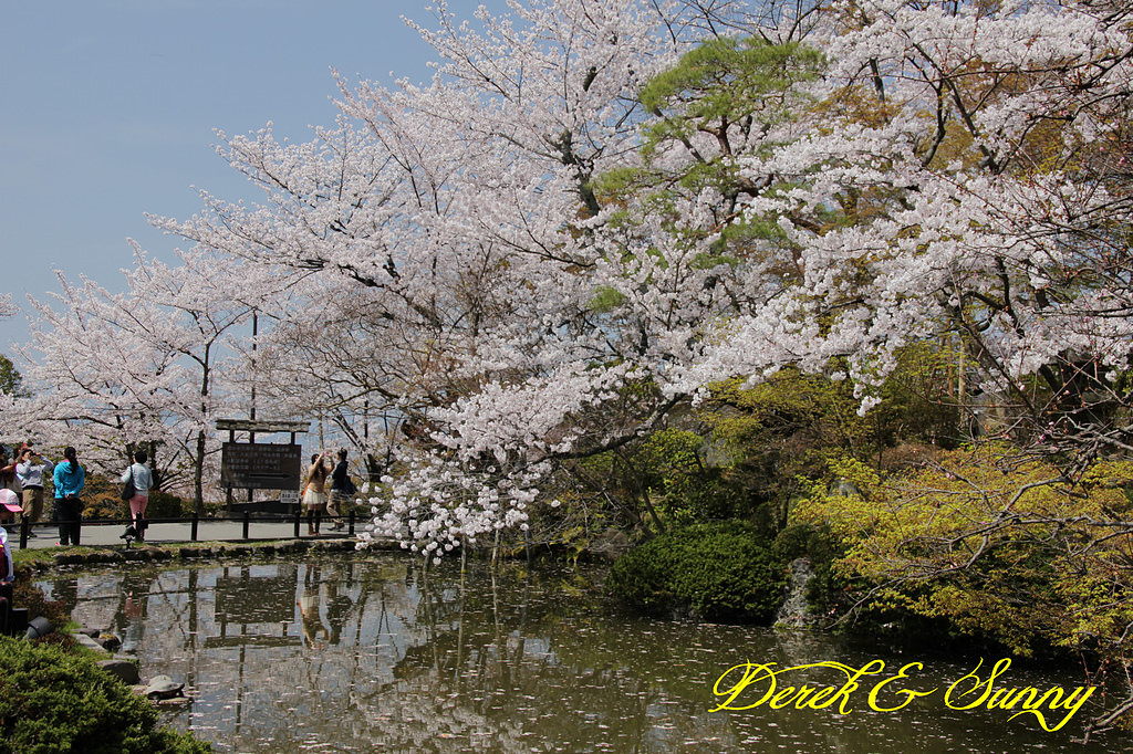 日本京阪賞櫻-櫻花篇-清水寺&2、3年坂&高台寺
