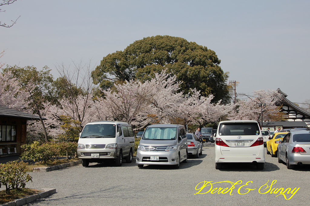 日本京阪賞櫻-櫻花篇-清水寺&2、3年坂&高台寺