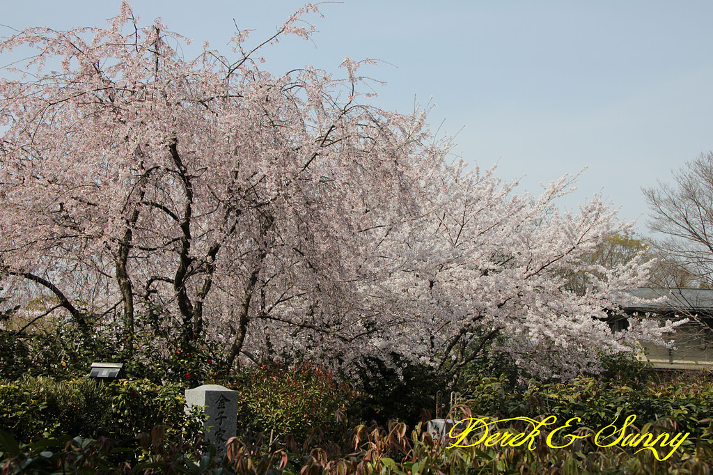日本京阪賞櫻-櫻花篇-清水寺&2、3年坂&高台寺