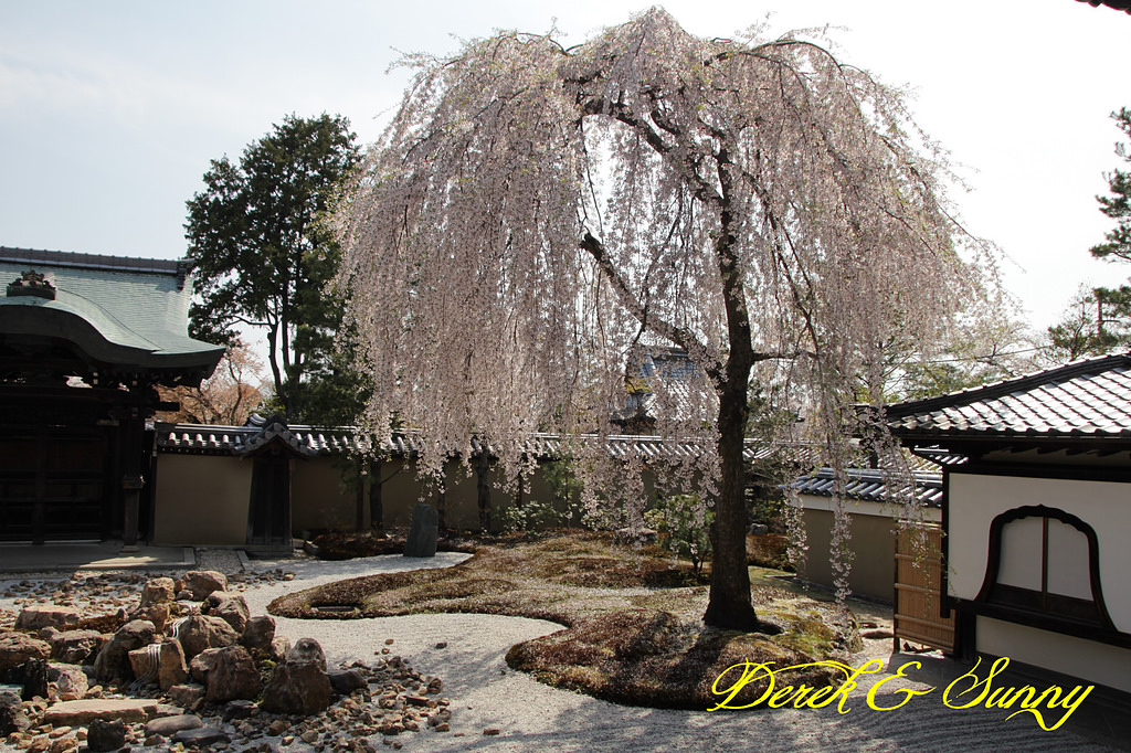 日本京阪賞櫻-櫻花篇-清水寺&2、3年坂&高台寺