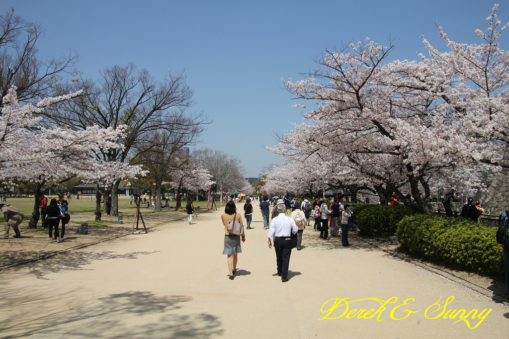 日本京阪賞櫻-櫻花篇-大阪城