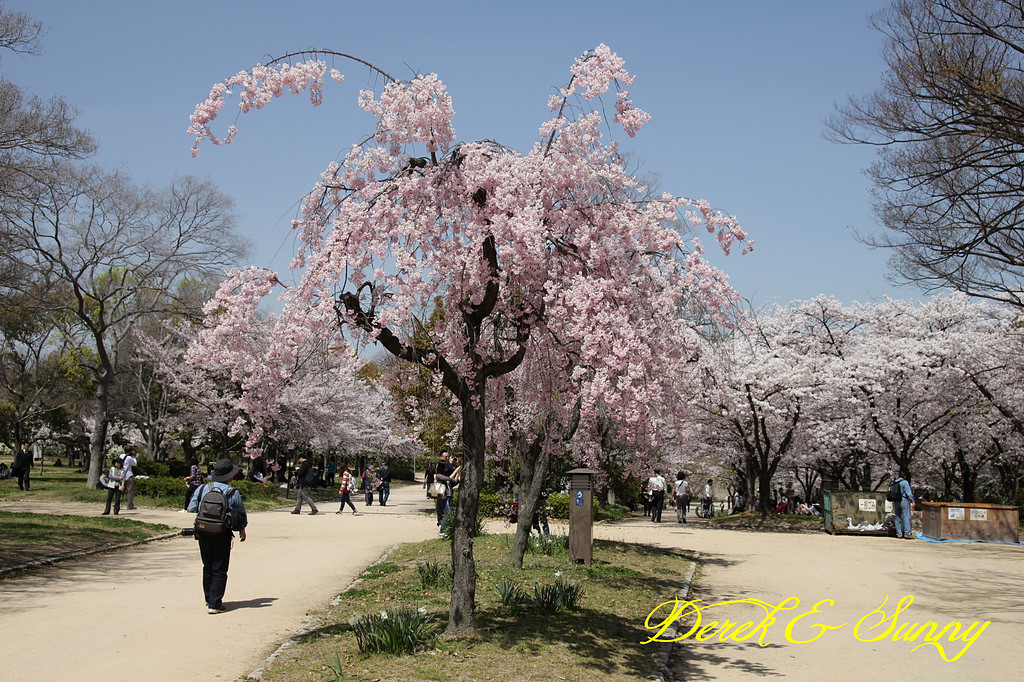 日本京阪賞櫻-櫻花篇-大阪城