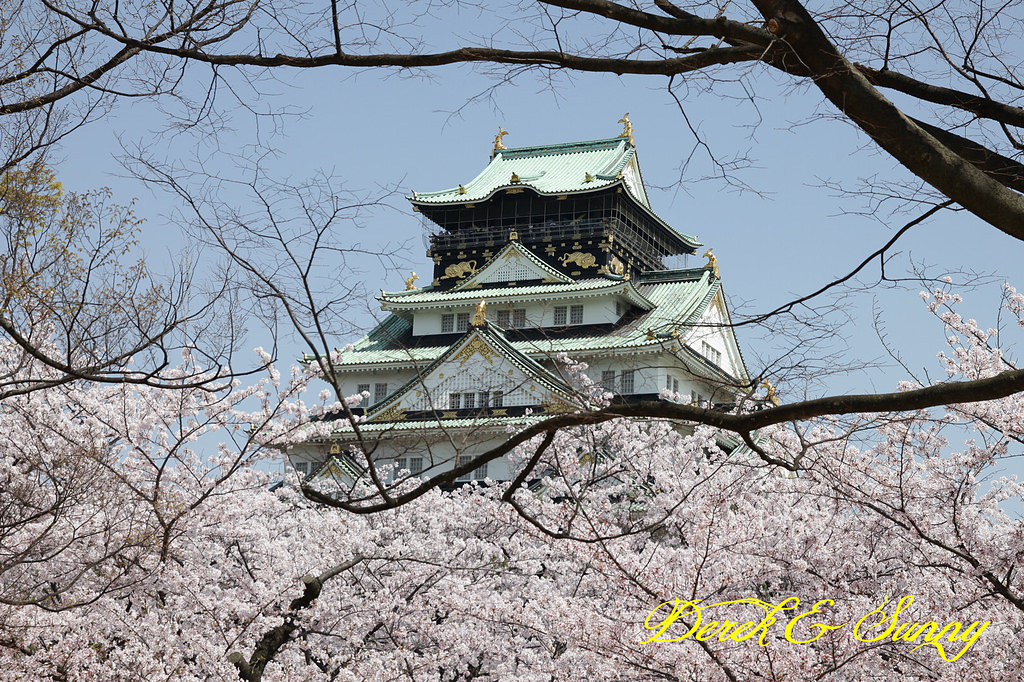 日本京阪賞櫻-櫻花篇-大阪城