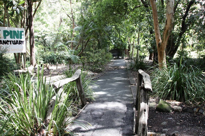 澳洲 布里斯班 龍柏無尾熊園區 Lone Pine Koala sonctuary