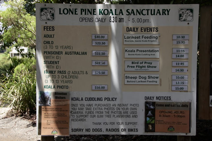 澳洲 布里斯班 龍柏無尾熊園區 Lone Pine Koala sonctuary