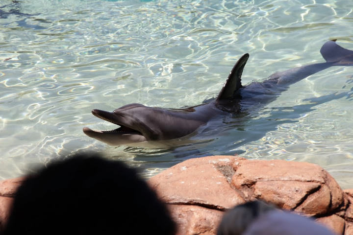 澳洲_黃金海岸_海洋世界_Sea World